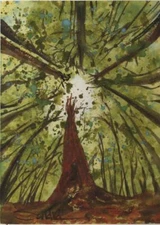 Lying in the Forest  Signed LE Print : California Redwoods  SandraWatercolors™