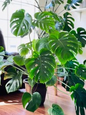 Monstera Deliciosa 2 Pack Live Indoor Houseplants Easy Care Tropical