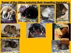 Extra Thick! KITTY CAT LOUNGER KNEADING BLANKET MAT 'G' ~ Cats & Dogs  +8 TOYS — photo 3