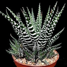 Haworthia Zebrina 'Zebra Cactus'  hardy shade tolerant succulent in 8cm pot