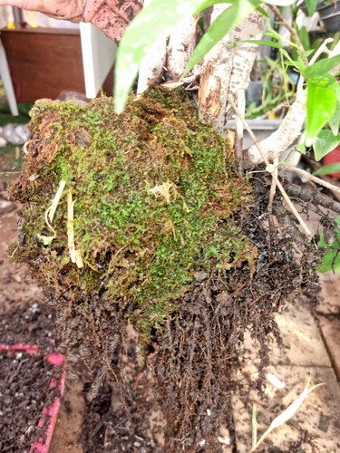 Bonsai Grove Fig Trees - Picture 6 of 10