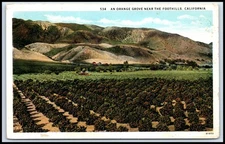Postcard An Orange Grove Near The Foothills, California   B66