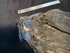 Vulturine Guinea Fowl  bird skin