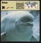 Beluga Safari Cards Rencontre Mammals