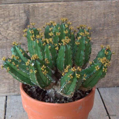 D7179 EUPHORBIA HANDIENSIS pot16-H17-W21 cm MaMa Cactus