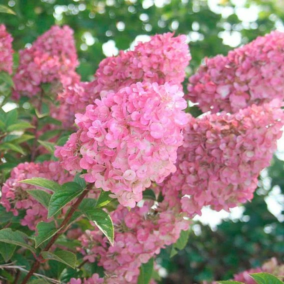 Hydrangea Paniculata Sunday Fraise Hardy Perennial Shrub Garden Plant 1x3.6L Pot