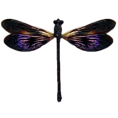Euphaea variegata VERSO purple dragonfly damselfly Indonesia PACKAGED/MOUNTED
