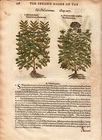 1597 Gerard Antique Herbal Historie of Plantes Handcolored Woodcuts Marierome