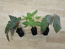 Angel Wing Begonia Assorted Starter Plant Bundle Pack of 3 Live House Plants
