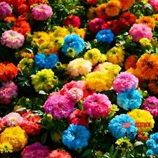 Dwarf French Marigold Seeds for Planting, 1006+pcs Rare Perennial Marigold 