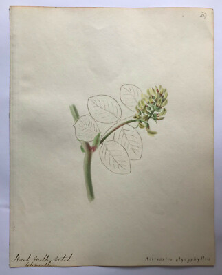 Emily Stackhouse Botanisches Gemälde Milchwicke 1811-1870