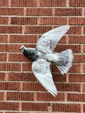 Flying Wall Mounted Pigeon Taxidermy