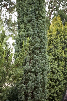 Taxus baccata 'Fastigiata Robusta' 125150cm, SäulenEibe, immergrün eBay