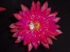 Epiphyllum Orchid Cactus " Slightly Sassy " Cutting