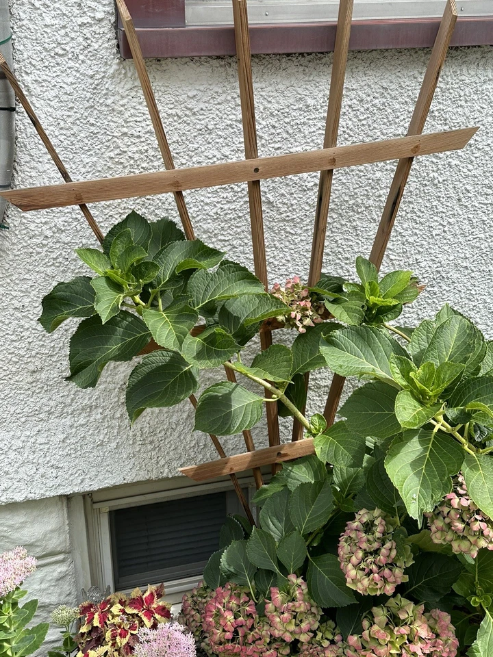 Enrejado de madera tratado a presión. De pie 5 pies de alto. Diferentes estilos... Foto 3 de 4