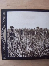 Stereo View Stereoscopic - India - Printed Image - Sunbeam Tours