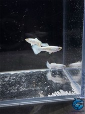1 Trio Live Guppy Fish-Platinum White -High Quality 1 Male 2 Female