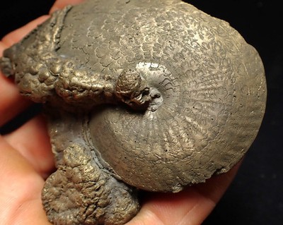 Großer Oxynoticeras Pyrit Ammonit Fossil (76mm)