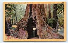 BIG BASIN, CA California ~ Giant Redwood "GRANDMOTHER TREE" c1940s Postcard