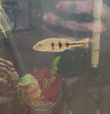 Orinco Peacock Bass 3"To 4"