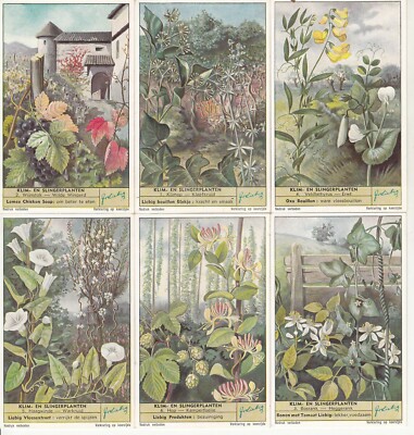 Chromo LIEBIG PLANTES MEDICINALES Grattage des racines au Thibet