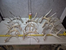 Bulk Lot! 9.2lb Wild Cgrade Whitetail Deer Antler Shed Cuts Horn Decor Weathered