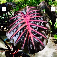 Black Lava - Colocasia esculenta- Elephant Ear - SMALL ROOTED STARTER Plant
