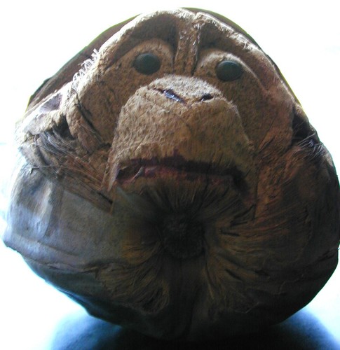 ARTISTICALLY HANDCARVED COCONUT MONKEY FACE 70+ YRS OLD 1 LB 4 OZ FREE SHIPPING - Picture 4 of 7