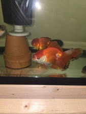 Goldfish Tricolor Rosetail Oranda 6"