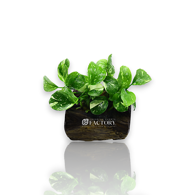 Anubias Panda Marble on Driftwood | eBay