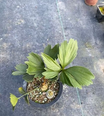Zamia furfuracea WYSIWYG Boutique variation fishtail
