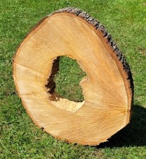 🌳 Baumscheibe von der "Linde" -- ø 49 x 42 cm - Stärke:  4,0 - 7,0 cm - 107 -