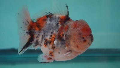 A Grade Calico Yuanbao Male Live Goldfish