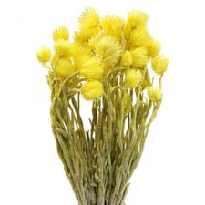 Gelbe Trockenblumen Capblumen Strohblumen 42cm Deko