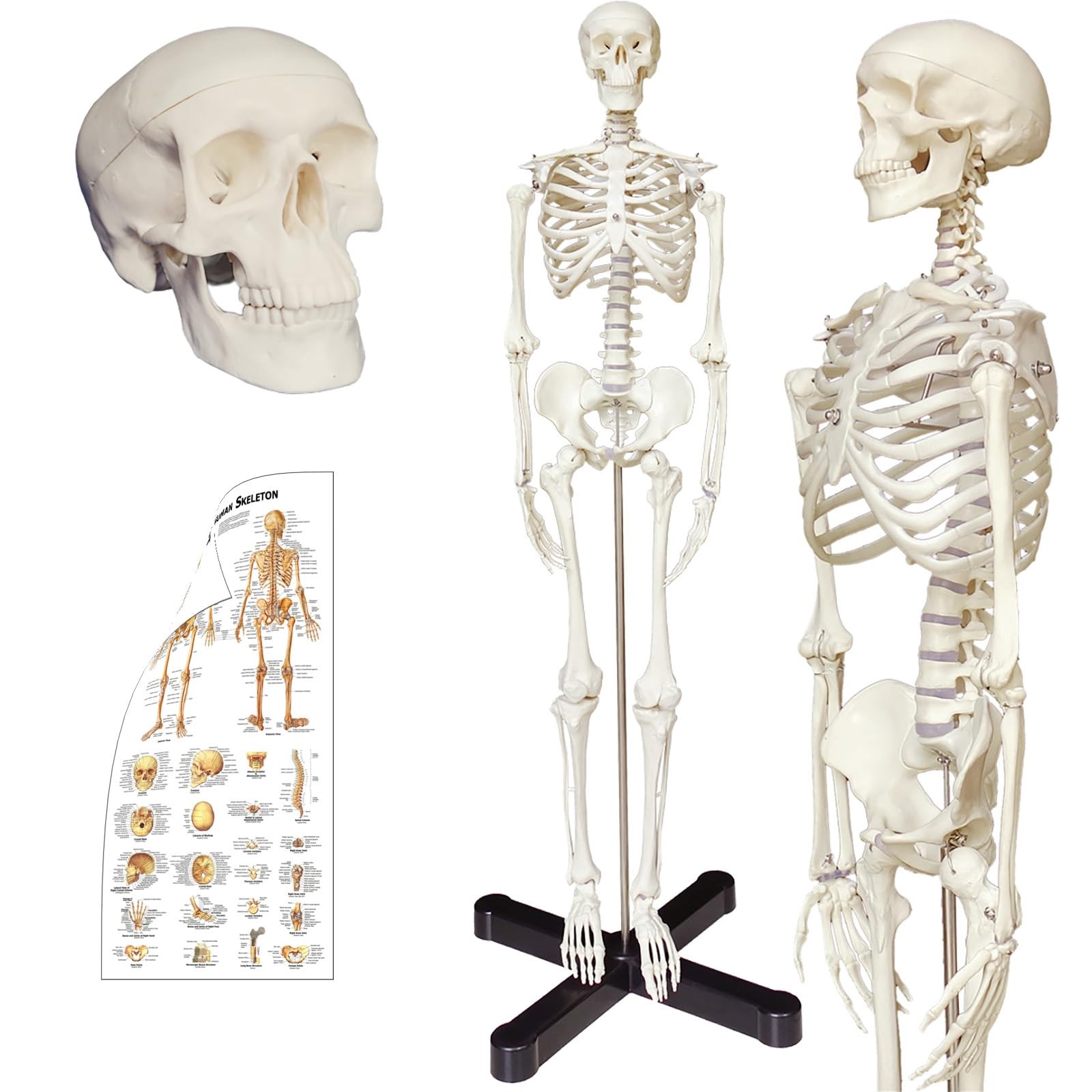 33.5 Anatomical Human Skeleton Model for Anatomy with Metal Stand, Colorful Char