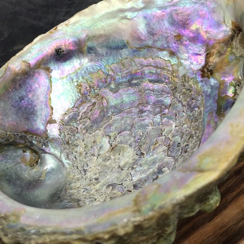 Vtg Footed Oyster 5” shell On 6 1/2” Wood display tray Oyster Pearlescent - Picture 9 of 12