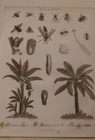 Musa: Plaintain-Tree and Musca Flies: Encyclopaedia Londinensis V.16