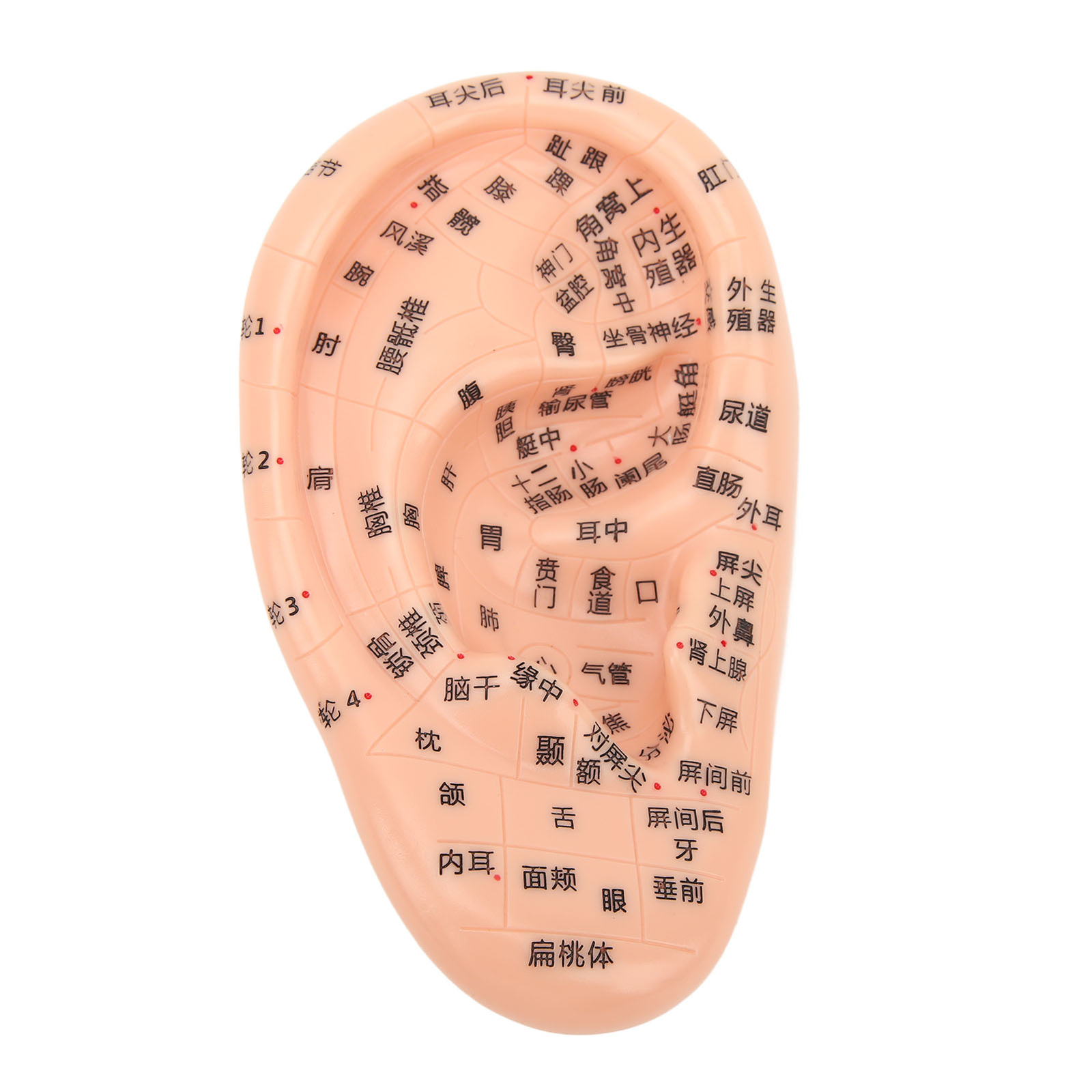600Pcs Acupressure Ear Seeds With Ear Acupuncture Point Model Massage
