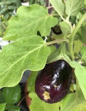 Black Beauty Eggplant Seeds | NON-GMO | Heirloom | 20Seeds Year 2021