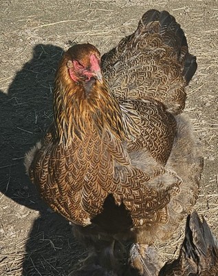 8+  Partridge Brahma Hatching Eggs