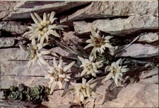 Edelweiss Ploiesti Romania vintage postcard v367