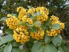 Pterocarpus santalinus RED SANDALWOOD TREE Seeds!