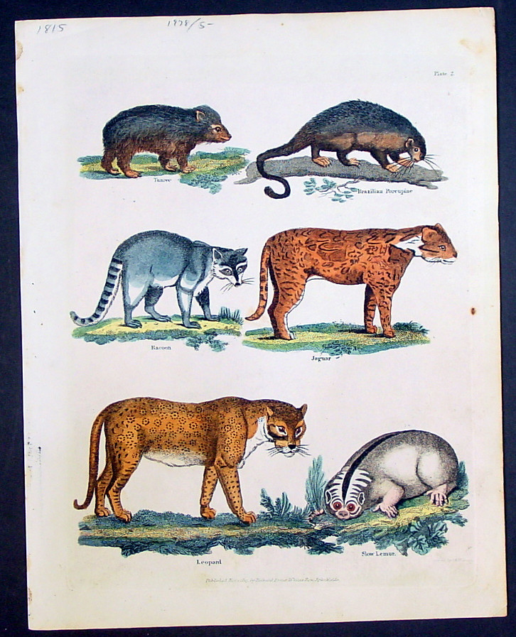 チャド 1815 John Wilkes Antique Print of Leopard, Raccoon, Jaguar, Lemur