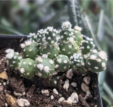 Puna sp Nova (Maihueniopsis subterranea sp nova) rare cactus
