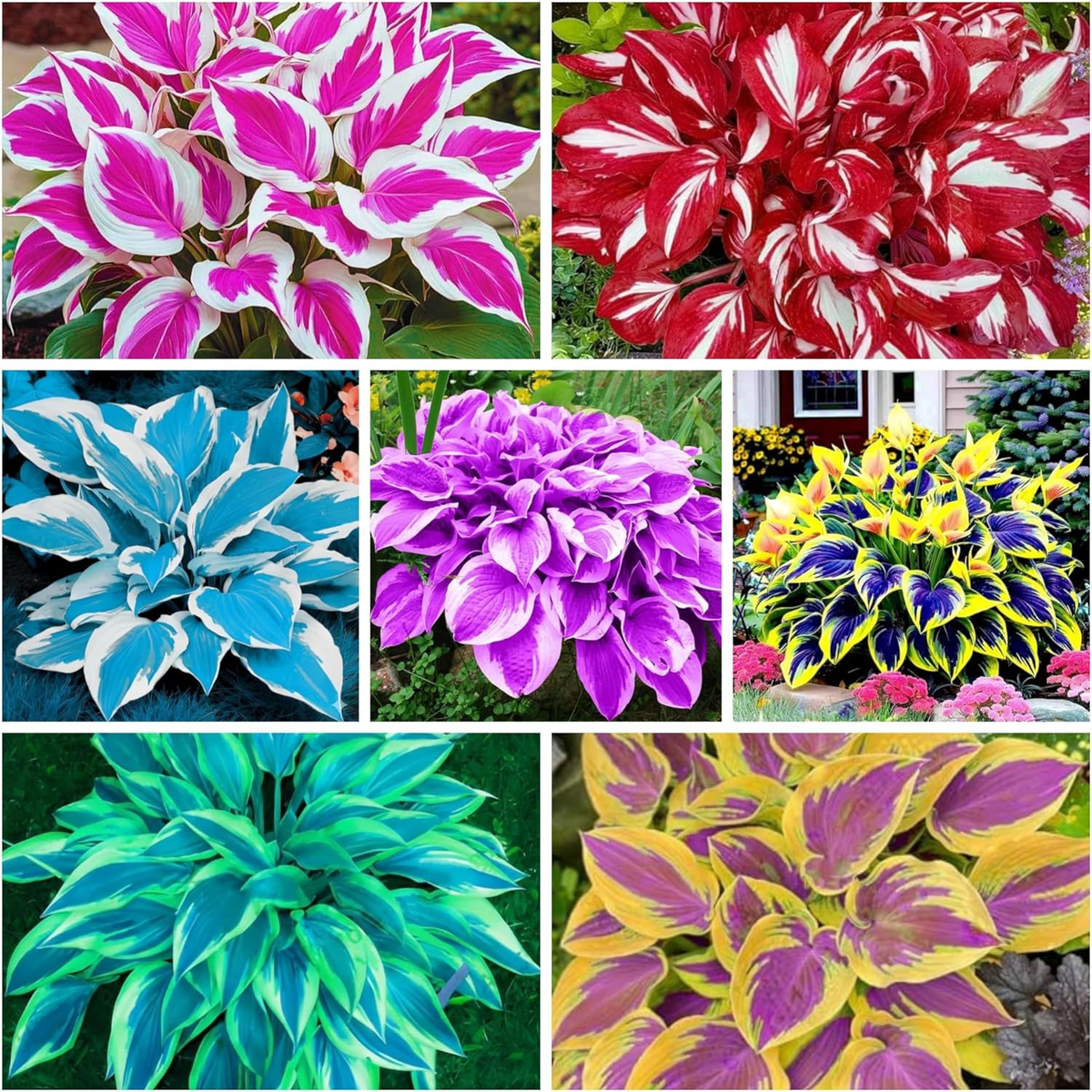 400+ Perennial Rare Hosta Seeds Heart-Shaped Hosta Bare Roots