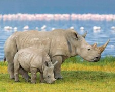 Nature Rhinoceros RHINO and Calf Glossy 8x10 Photo Africa Print Poster Animals