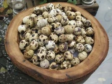 Ready to ship 50 (plus 2 spares) Hand Blown, Empty, Free Range Quail Eggs 1 Hole