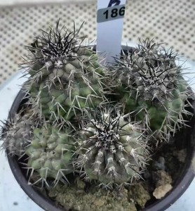 Copiapoa Cinerea | eBay