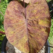 Colocasia Bulb Streak Back New Hybrid (Includes All Import Duties And Taxes)