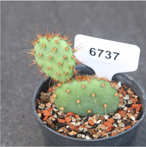 Opuntia aciculata plantas de cactus bonsái jardín decoración plantas suculentas - Imagen 7 de 12